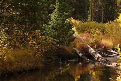 Dustin Van Wechel: Painting Wildlife: Birds and Waterfowl