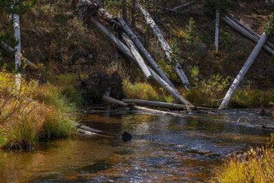 Dustin Van Wechel: Painting Wildlife: Birds and Waterfowl